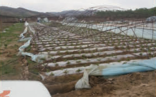 大棚種植（損失）查勘現場