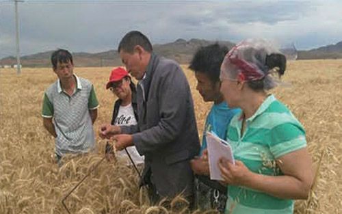 小麥種植（損失）基地查勘現場